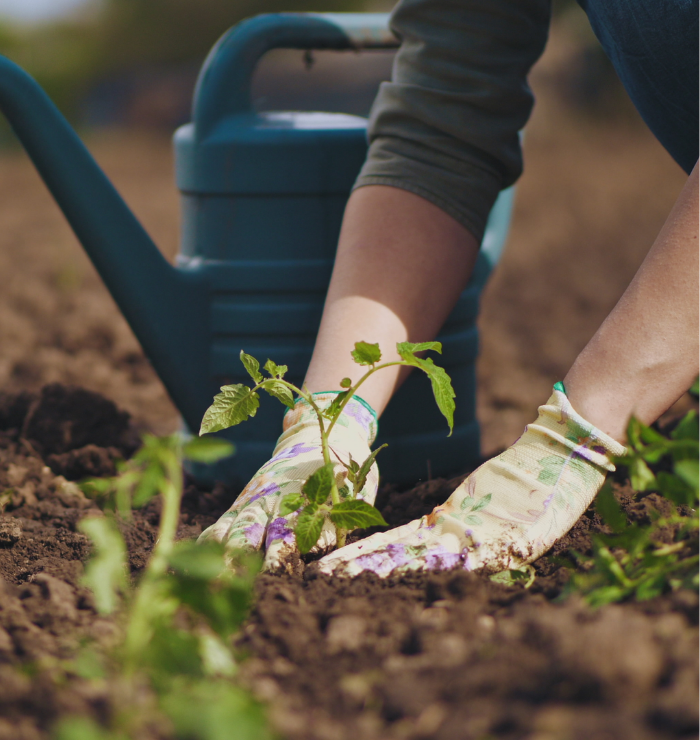 Close up of person pulling up weeds in garden