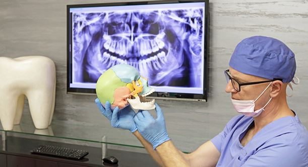 Dentist holding a model of a skull in different colors